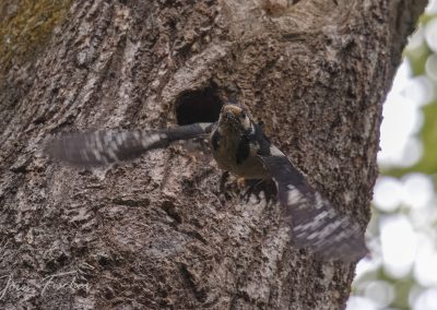 20250524_Buntspecht_joernfischer_6985