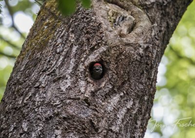 20250524_Buntspecht_joernfischer_6997