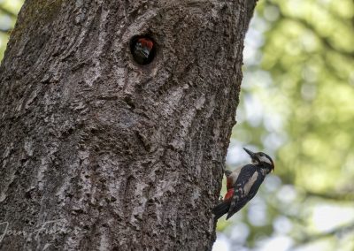 20250524_Buntspecht_joernfischer_7020