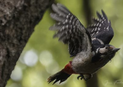 20250524_Buntspecht_joernfischer_7033