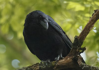 20250524_kraehe_joernfischer_7035