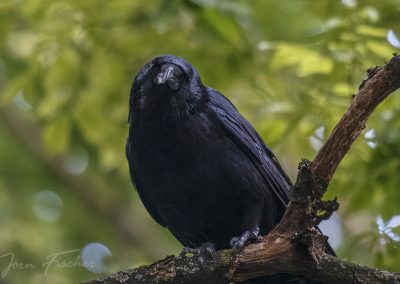 20250524_kraehe_joernfischer_7036