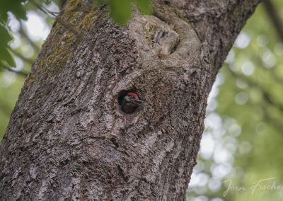 20250524_buntspecht_joernfischer_7113