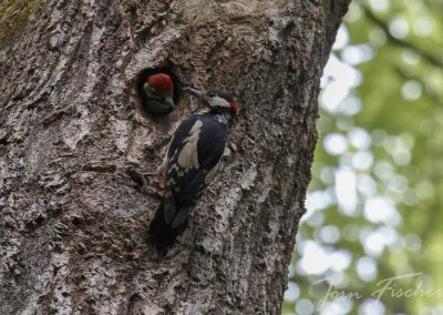 20250524_buntspecht_joernfischer_7235